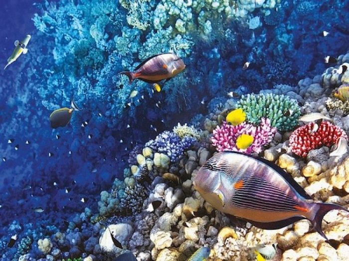 Coral Reef UAE